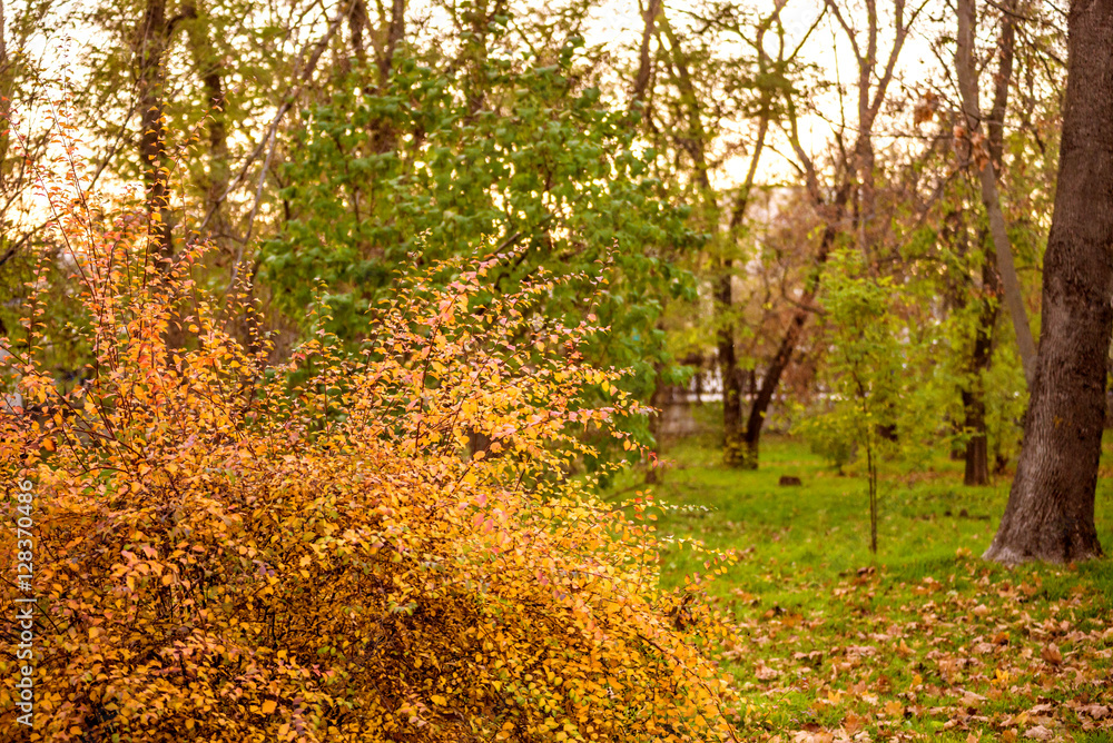 Fototapeta premium Colorful foliage in the autumn park. Golden leaves on branch, autumn wood with sun rays, beautiful landscape. Autumn. Fall. Autumnal Park. Autumn Trees and Leaves.