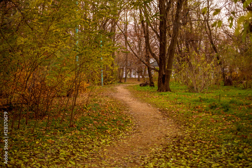 Colorful foliage in the autumn park. Golden leaves on branch  autumn wood with sun rays  beautiful landscape. Autumn. Fall. Autumnal Park. Autumn Trees and Leaves.    