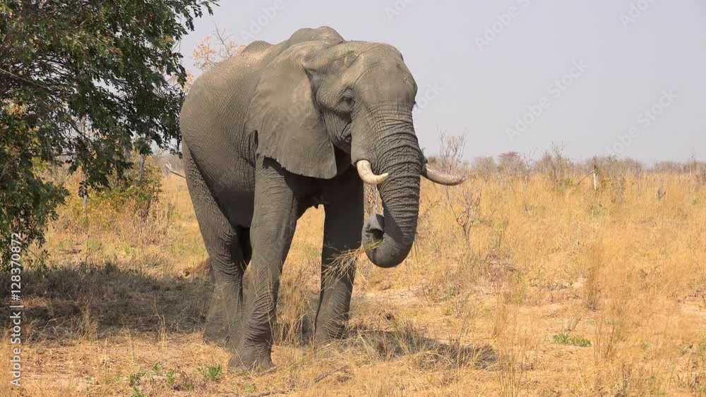 Elephant in the African Savanna in Hwange National Park, Zimbabwe as 4K footage Elephant in the African Savanna in Hwange National Park, Zimbabwe as 4K footage