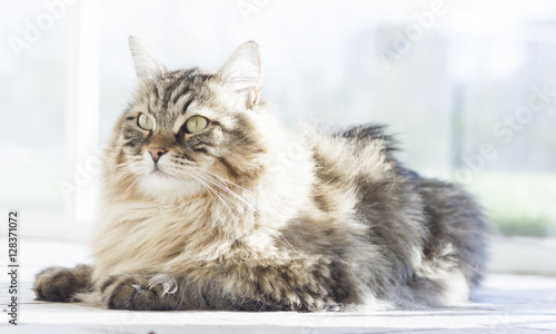 brown long haired cat of siberian breed lying in the garedn photo