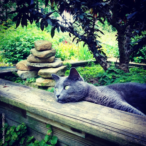 Garden Cat