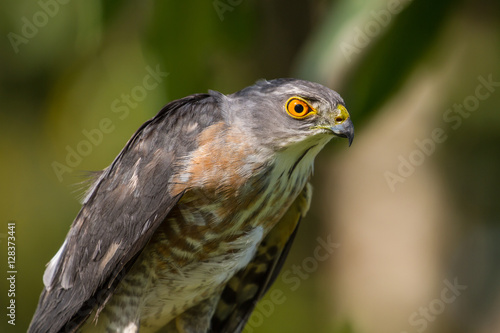 Besra or Little Sparrow Hawks © forest71