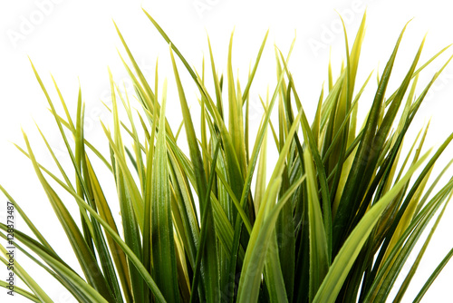 green grass in pot on white background