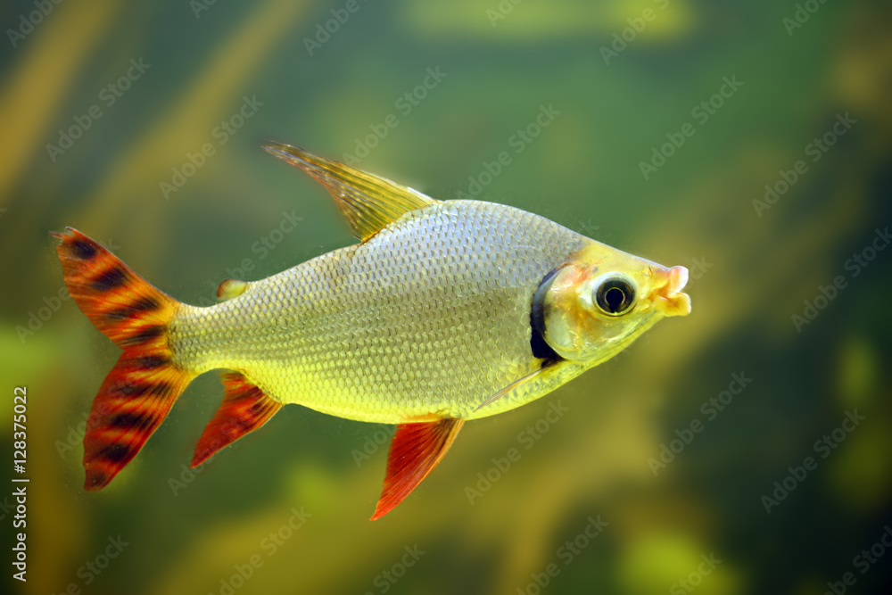 Silver prochilodus (Semaprochilodus taeniurus ) Stock Photo Adobe Stock