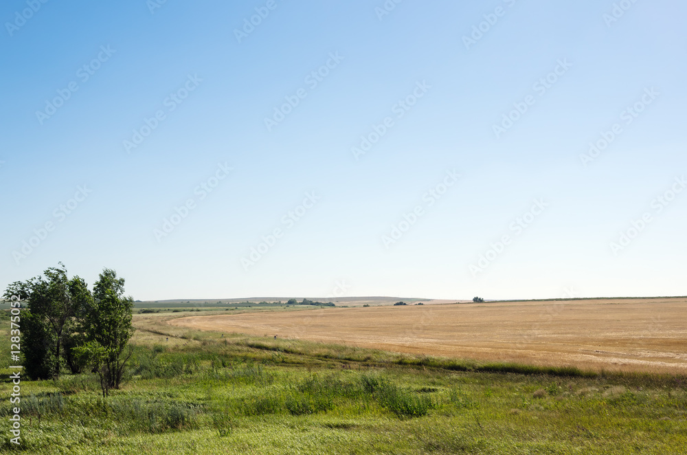 Edge of harvested wheat field, rural landscape