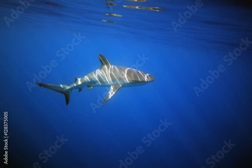 The Caribbean reef shark (Carcharhinus perezii) underwater with sun drawing