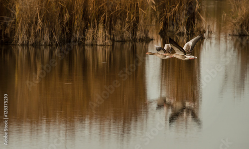 two greyleg geese flying over the lake photo