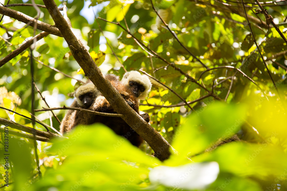 Obraz premium Group of White-fronted Lemur, Eulemur albifrons, resting on a tree, the national park Nosi Mangabe, Madagascar