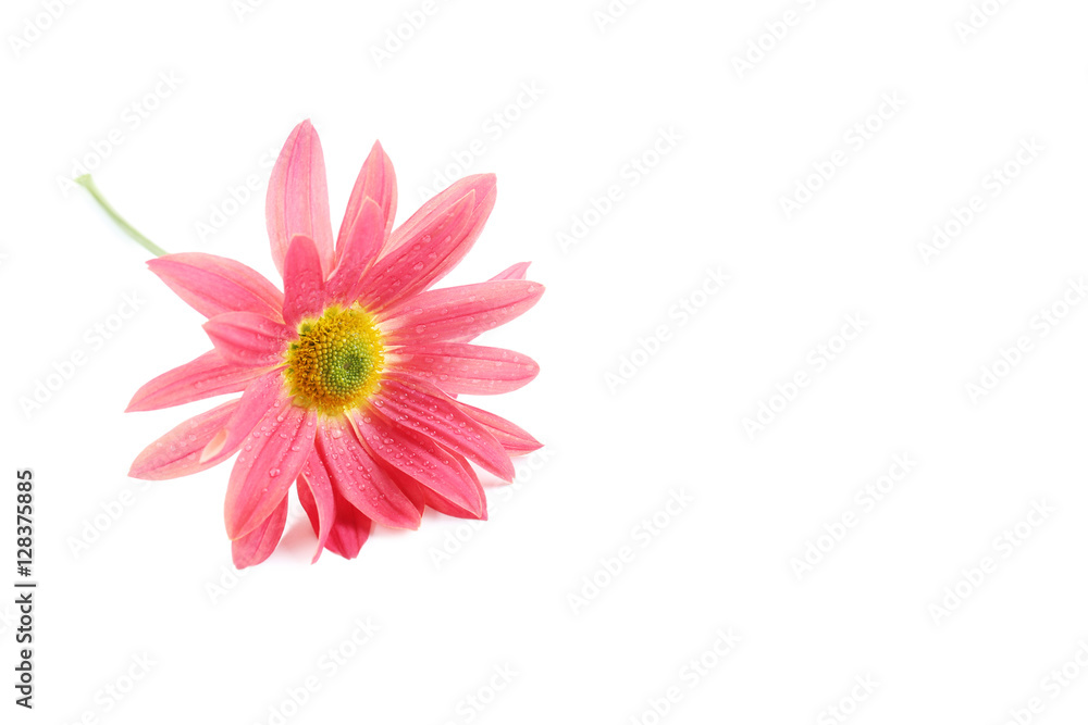 Chrysanthemum flower on a white background Chrysanthemum flower on a white background
