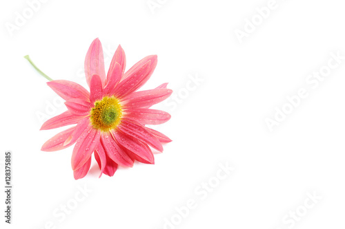 Chrysanthemum flower on a white background