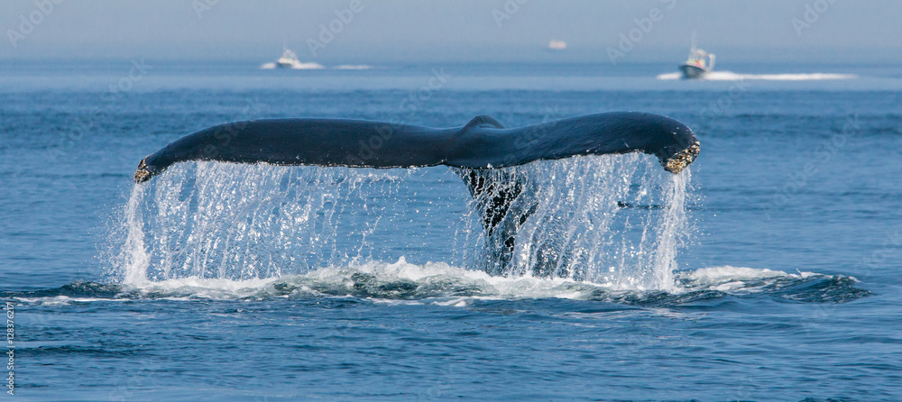Fototapeta premium Nurkowanie z wielorybami