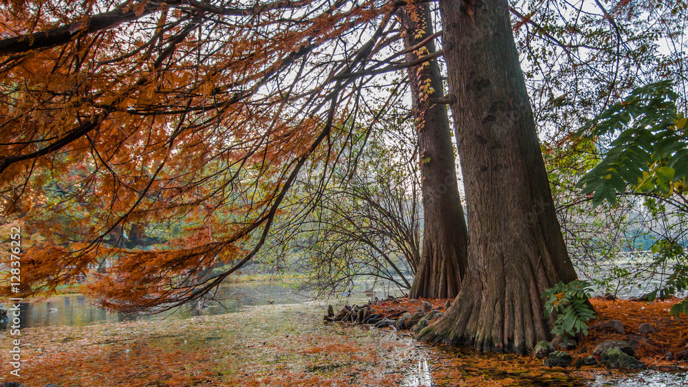 Fototapeta premium Autunno, albero autunnale