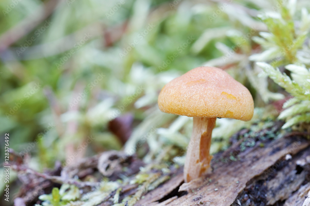 Closeup of yellow mushroom growing on a tree Closeup of yellow mushroom growing on a tree