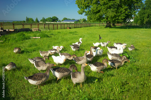 Domestic geese in the meadow.