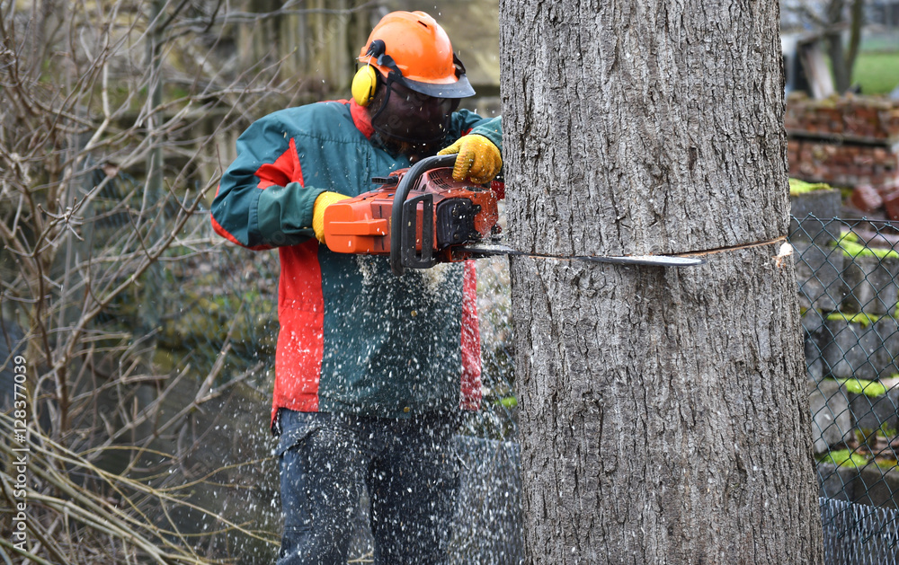 Baum fällen StockFoto Adobe Stock