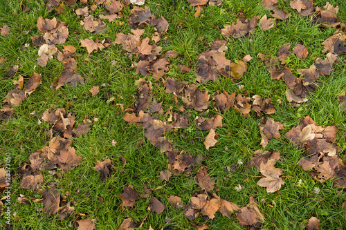 dry leaves on the grass © Oleksii