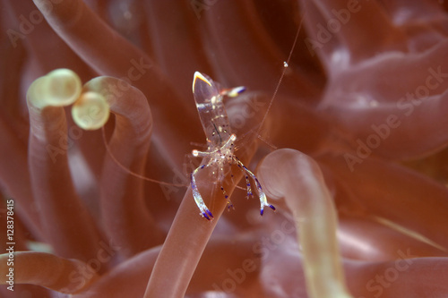 Cleaning shrimp. Macro shot of the transparent shrimp in the ane photo