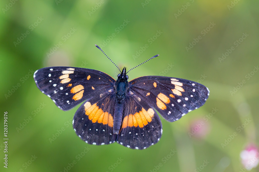 Bordered Patch butterfly in central Mexico. Orange and brown butterfly of Mexico. Butterflys of the world. Bordered Patch butterfly in central Mexico. Orange and brown butterfly of Mexico. Butterflys of the world.