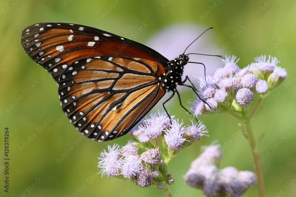 Soldier Butterfly - Danaus eresimus Soldier Butterfly - Danaus eresimus