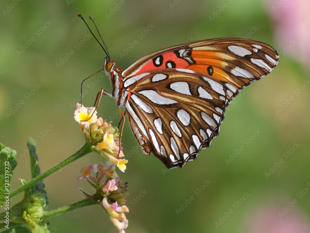 Obraz premium Gulf Fritillary Butterfly - Agraulis vanillae