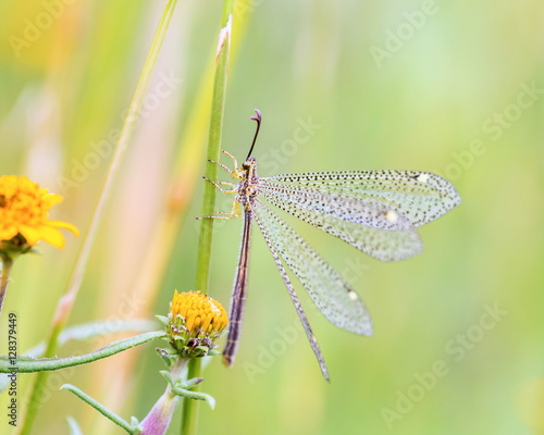 Grey lacewing in Mexico. Green lace wing in mexico. Delicate paterned wings. They feed on pollen, nectar and honeydew supplemented with mites, aphids and other small arthropods photo