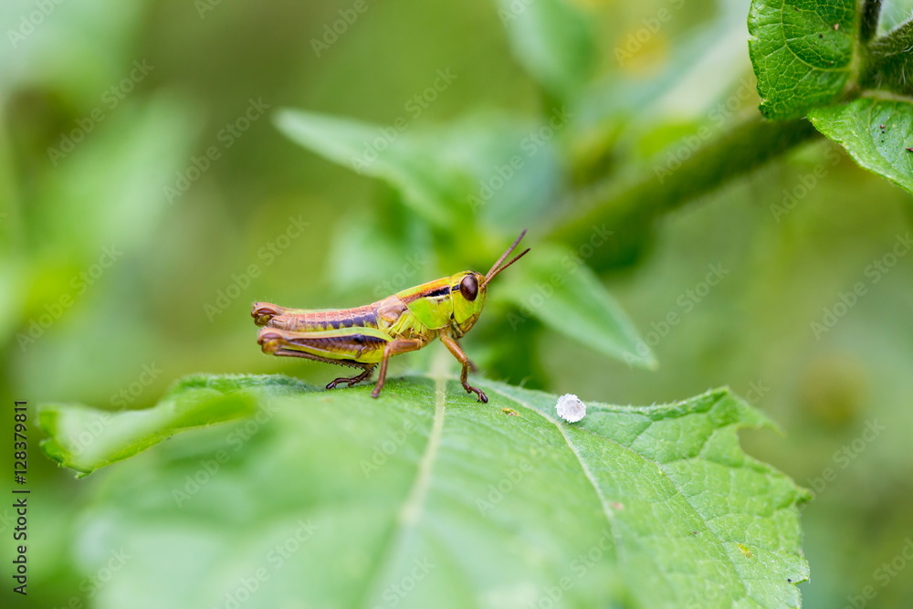 Bright green grasshoppers are found in the grasslands of Mexico. Bright green grasshoppers are found in the grasslands of Mexico.