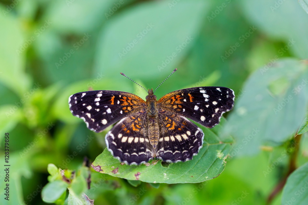 Obraz premium Texan Crescent butterfly in central Mexico. Orange and black butterfly in Mexico. Butterfly's of the world.