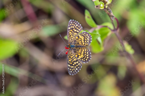 Elada Checkerspot butterfly Mexico. Mexican orange and brown butterfly. photo