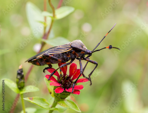Deadly kissing bug Mexico. Blood sucker,  infection is known as Chagas disease. Bugs infected with the parasite Trypanosoma cruzi are extremely dangerous to humans and can cause eventual death.