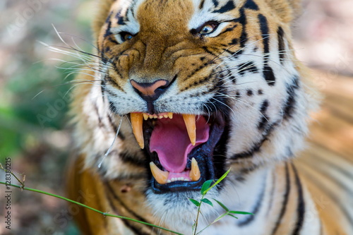 Fototapeta Naklejka Na Ścianę i Meble -  Tiger growling in a national park in India. These national treasures are now being protected, but due to urban growth they will never be able to roam India as they used to. 