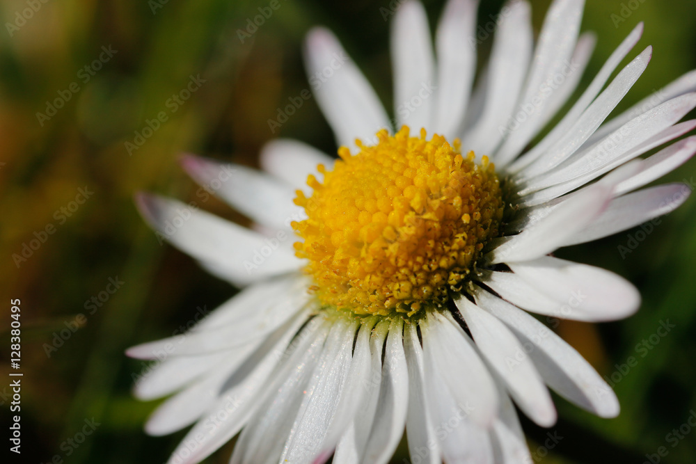Fototapeta premium Weißrock