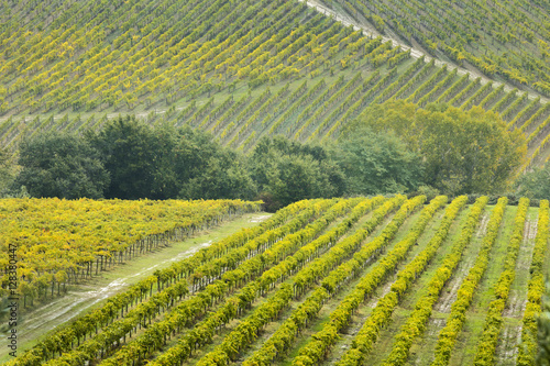 lines of vineyard fields in Tuscany