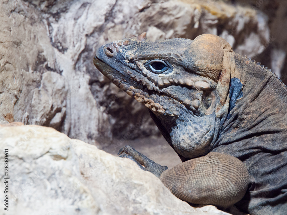 Fototapeta premium Rhinoceros iguana, aka Goliath Dragon, Cyclura cornuta, threatened species of lizard of Caribbean, Dominican Republic, Central America. Profile view.