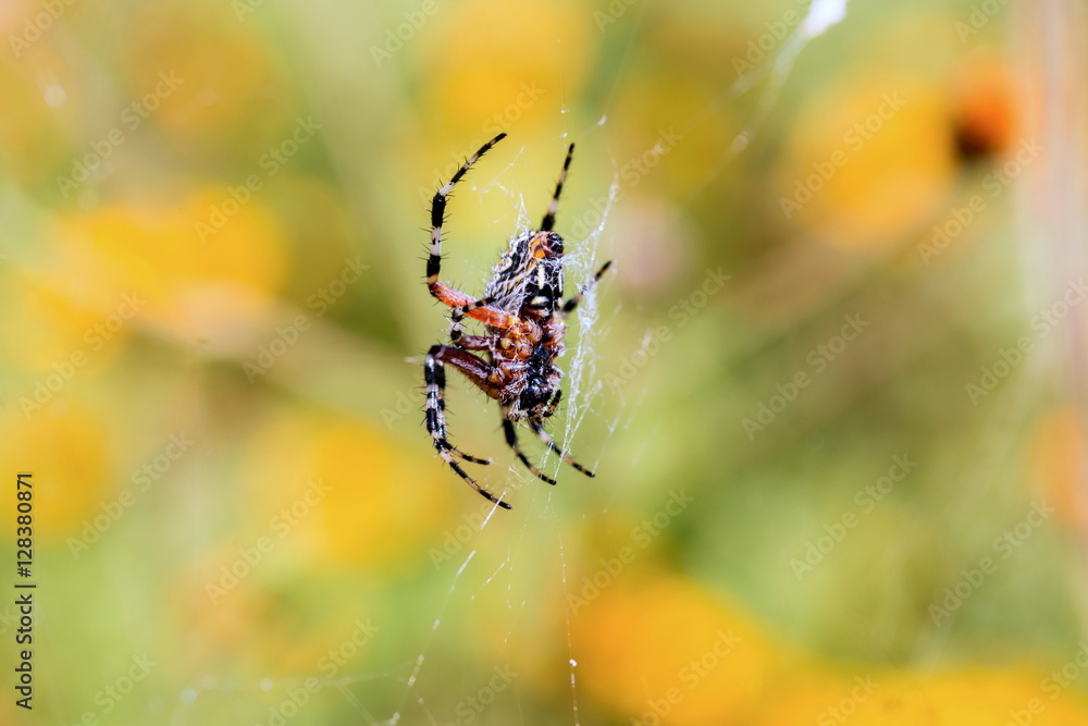 Banded garden spider. Yellow and black garden spider Mexico. Garden spider with wrapped prey. Marbled orb weaver spider.