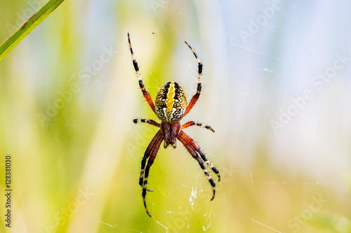 Banded garden spider. Yellow and black garden spider Mexico. Garden spider with wrapped prey. Marbled orb weaver spider.