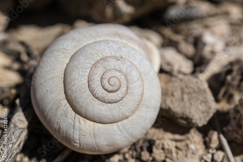 foreground white snail shell left over a brown background of stones