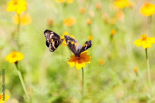 The bordered patch is a North and South American butterfly in the family Nymphalidae. It is sometimes also called the sunflower patch. Here two are going through a mating ritual. © Hummingbird Art