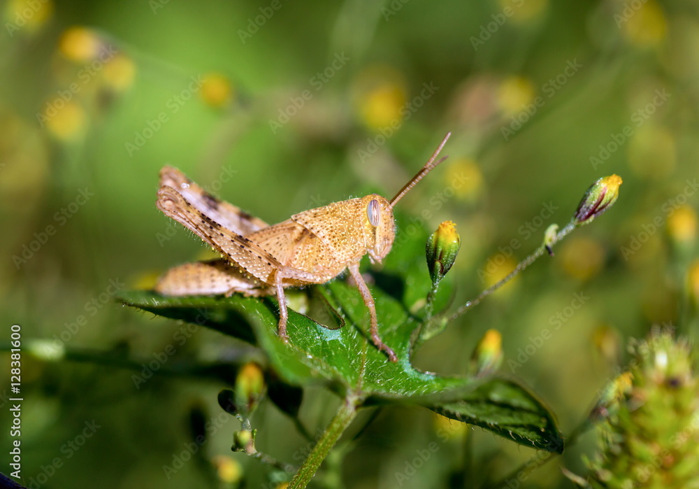 Bright green grasshoppers are found in the grasslands of Mexico. Bright green grasshoppers are found in the grasslands of Mexico.