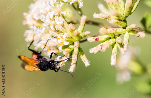 The Great Golden Digger Wasp is a benign, gentle wasp currently being studied by scientists for its behavioral responses.  It lays its eggs on other insects buried in tunnels in the ground. photo