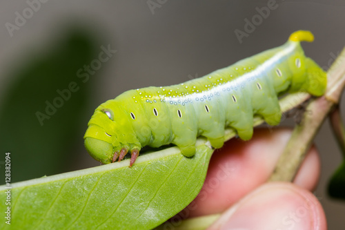 Caterpillar on green plant leaf on background nature,Close up photo. In Thailand.