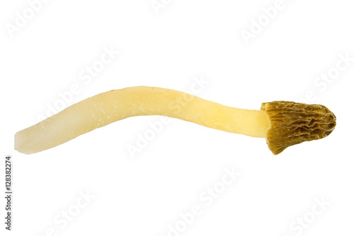 Morchella semilibera (Half-free morel) isolated on white background. First spring edible mushrooms. photo