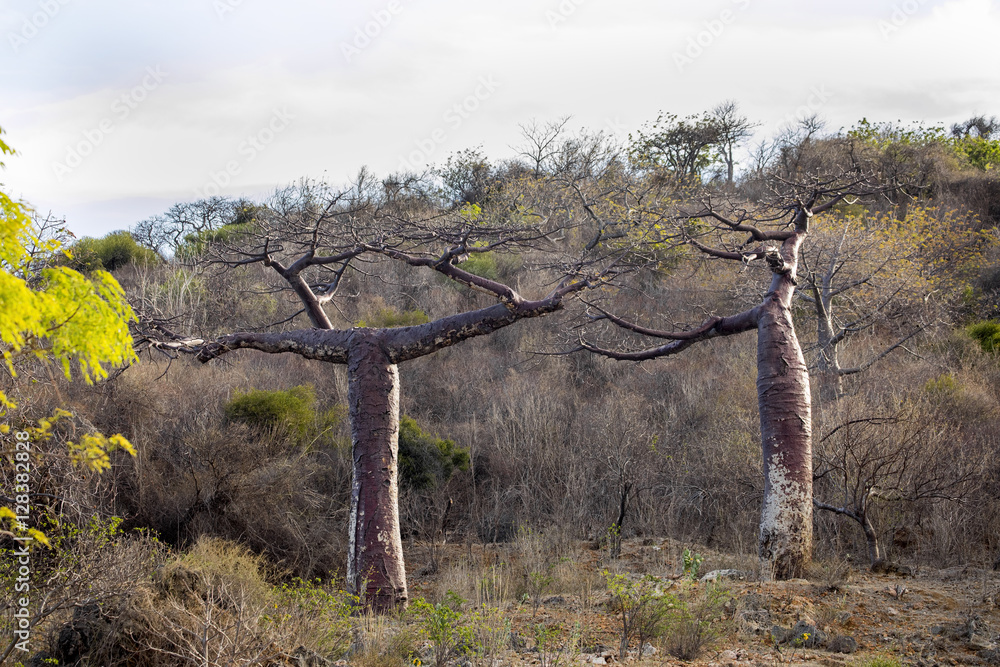 Fotografie baobab trees in northern Madagascar