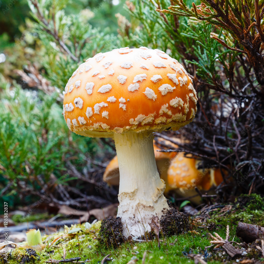 Macro of a mushroom - Shallow depth of field Macro of a mushroom - Shallow depth of field