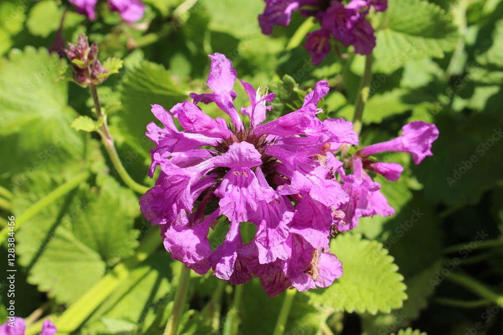 Purple Purple