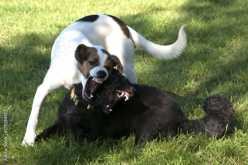 Photography Two dogs fighting