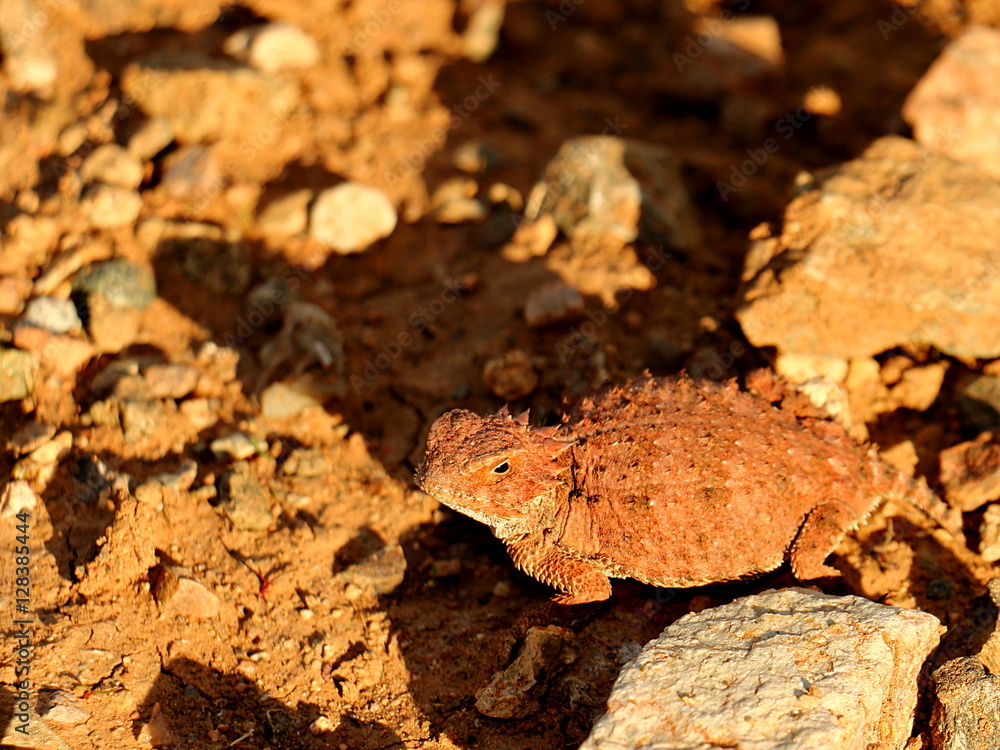 Desert Horned Lizard in Sonoran Desert Desert Horned Lizard in Sonoran Desert