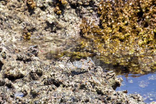 masked crabs in the rocks on the coast, north of Madagascar