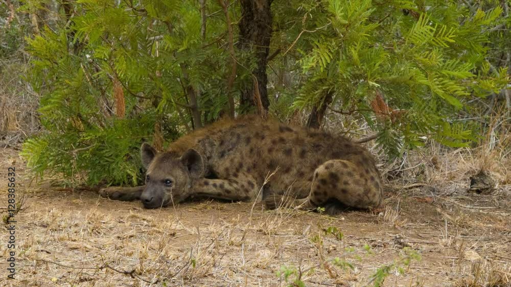 Spotted Hyaena Close-up Laying in its Natural Southern African Habitat inside Kruger National Park Spotted Hyaena Close-up Laying in its Natural Southern African Habitat inside Kruger National Park