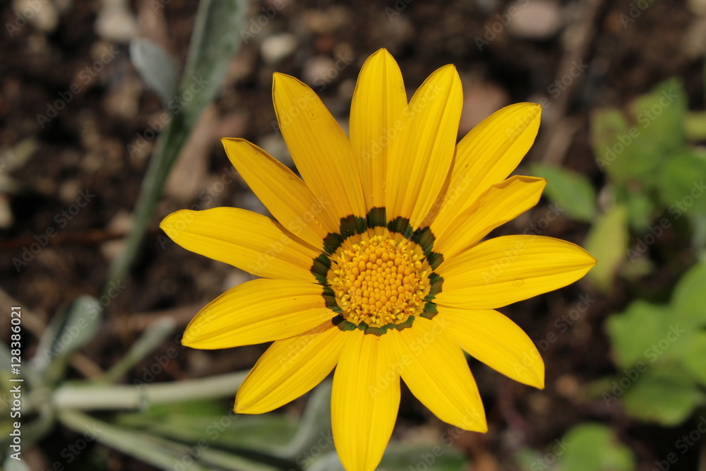 Yellow hybrid Yellow hybrid