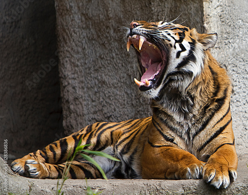 Принти на полотні Front view close up shot of a Tiger roaring